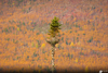 Nationalpark Gaspésie